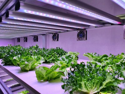 Lampy LED grow - od czego zacząć? Łódzki Grower poleca!