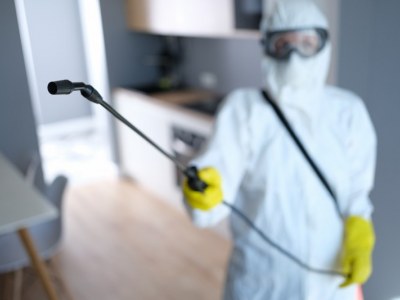 Dezynsekcja insektów - Jak skutecznie pozbyć się niechcianych gości?