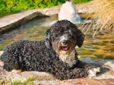 Dowodny pies hiszpański i dzieci – jak budować dobre nawyki od pierwszego dnia