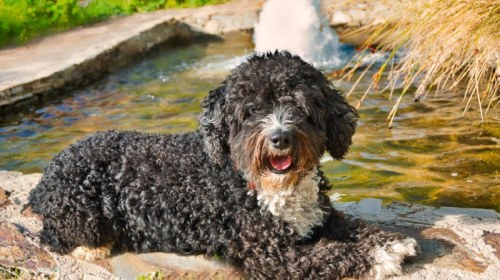 Dowodny pies hiszpański i dzieci – jak budować dobre nawyki od pierwszego dnia