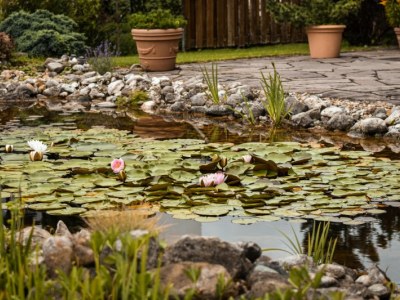 Folia EPDM czy PVC do oczka wodnego