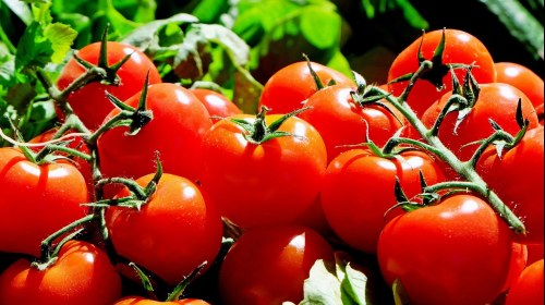 Pomidory to samo zdrowie ‒ zobacz, jak je pielęgnować w ogrodzie