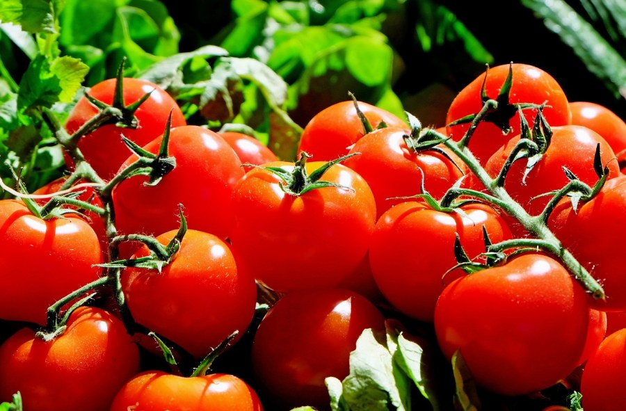 Pomidory to samo zdrowie ‒ zobacz, jak je pielęgnować w ogrodzie