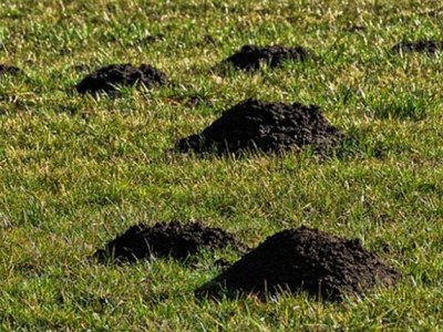 Kretołap - nowoczesny i skuteczny sposób na krety