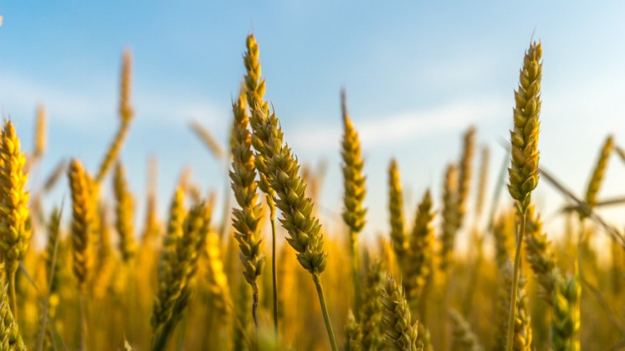 Biostymulatory w uprawie roślin. Dlaczego są takie ważne?