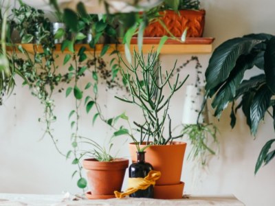 Jak wybrać i pielęgnować sztuczne rośliny do biura?
