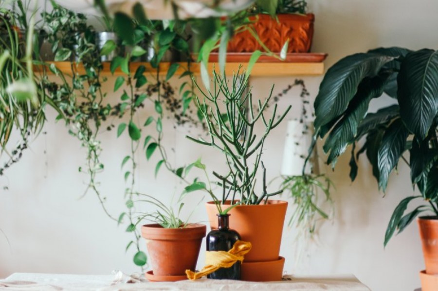 Jak wybrać i pielęgnować sztuczne rośliny do biura?