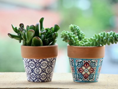Doniczki ceramiczne czy plastikowe? Sprawdź, jakie wybrać dla swoich roślin!