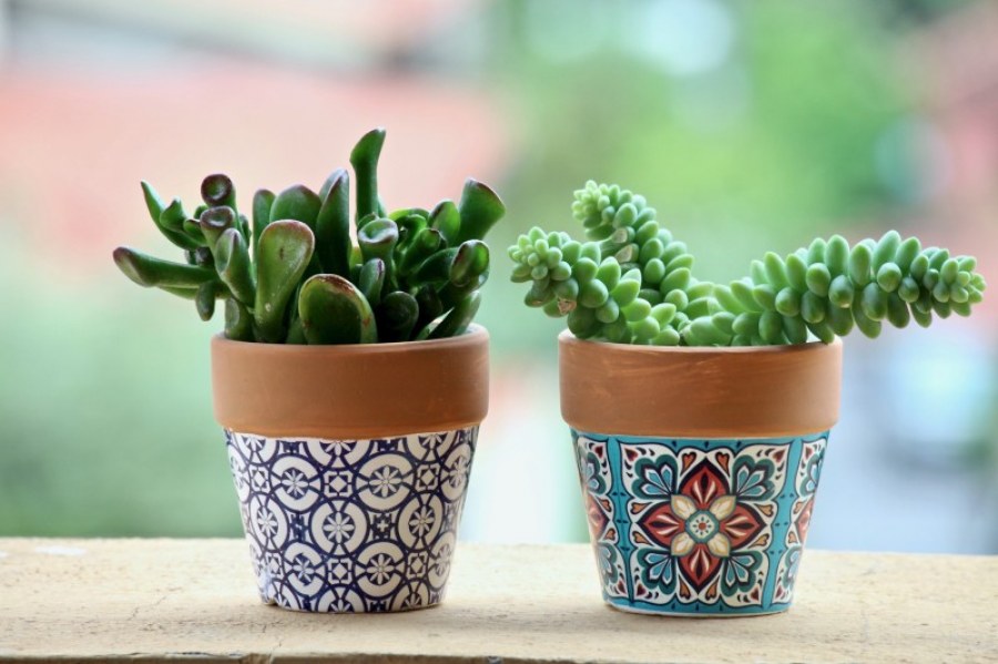 Doniczki ceramiczne czy plastikowe? Sprawdź, jakie wybrać dla swoich roślin!