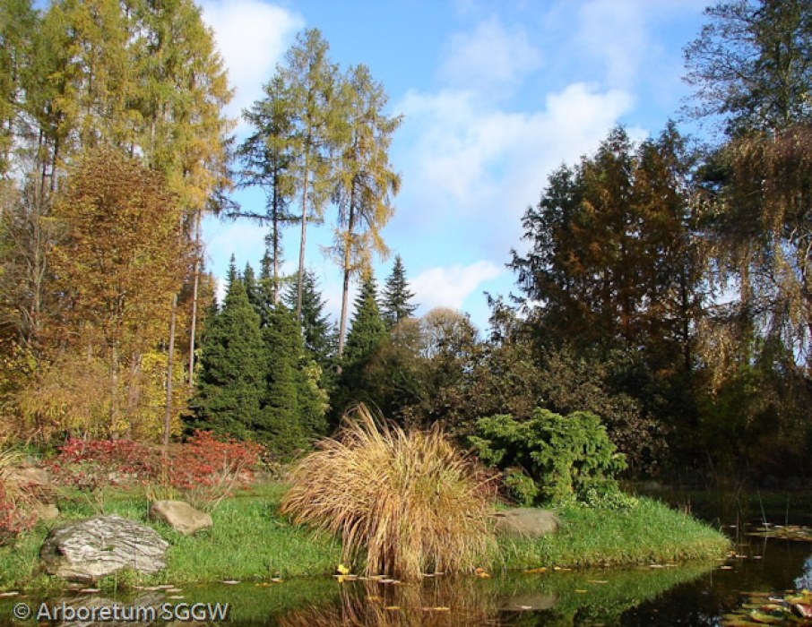 Arboretum SGGW