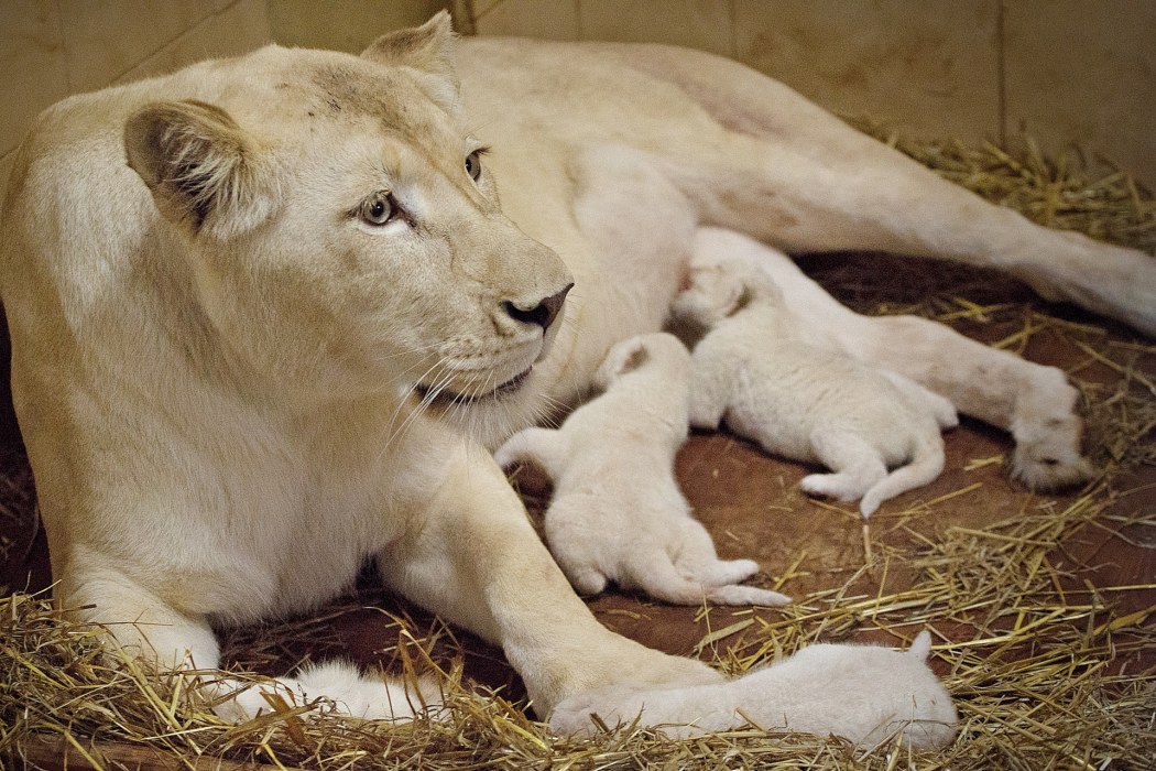 ZOO Safari