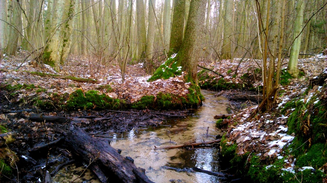 Rezerwat przyrody Grądy nad Lindą