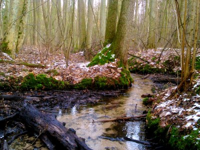 Rezerwat przyrody Grądy nad Lindą