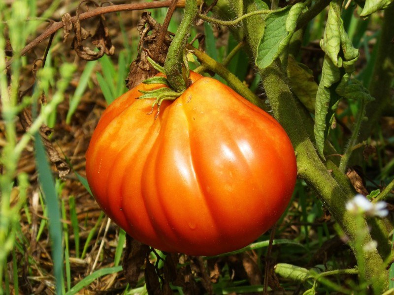 Jak pielęgnować pomidory by obficie plonowały