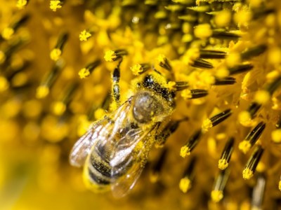Znaczenie pszczół dla człowieka i środowiska
