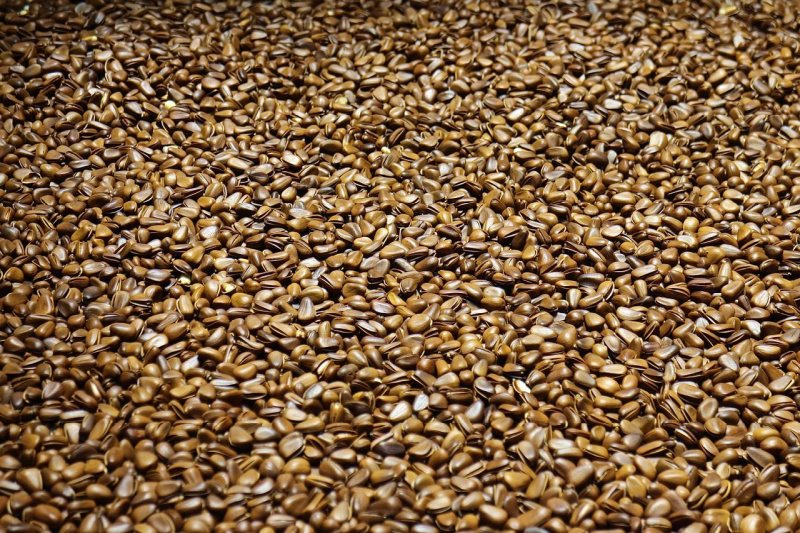 Dlaczego warto wybrać kwalifikowany materiał siewny