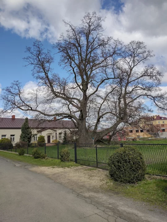 Lipa Pajęczańska