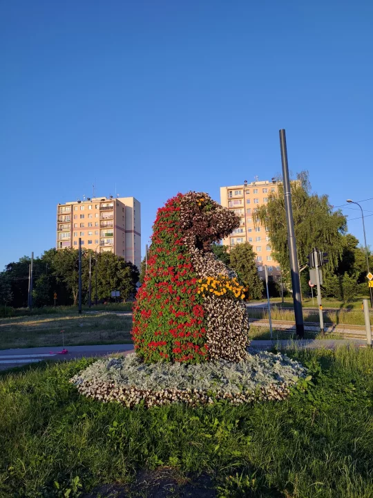 Zgierski Jeż