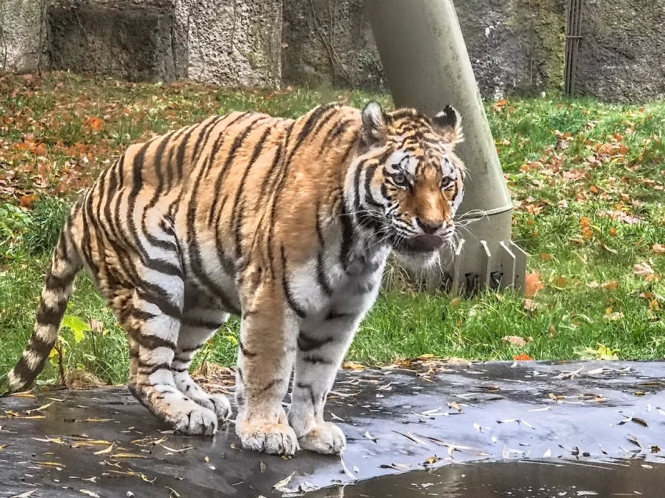Lwy i Tygrysy – ZOO Orientarium Łódź
