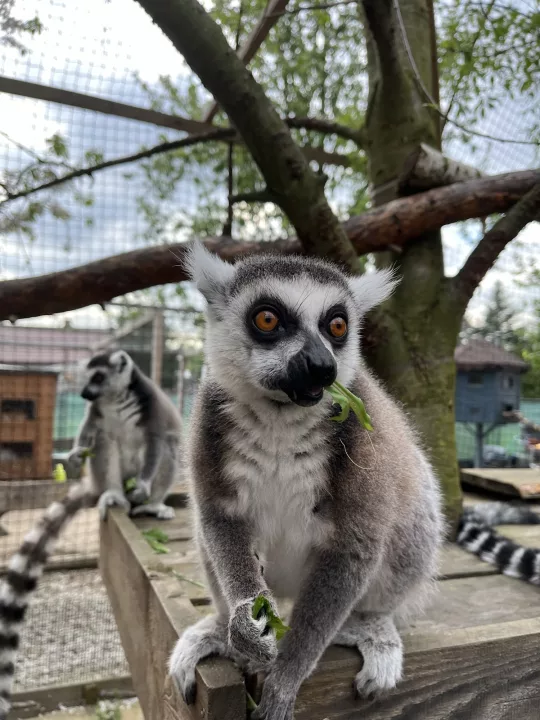 MiniZoo Mantadia