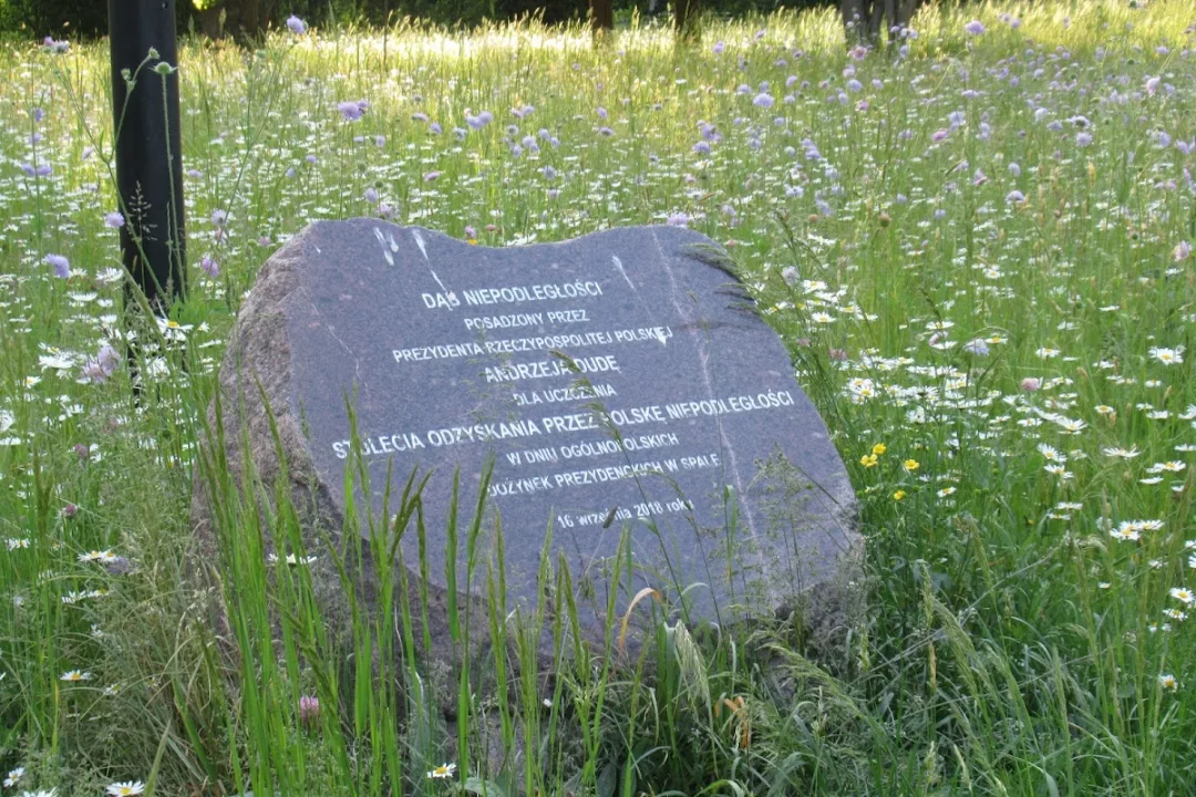Dąb Niepodległości