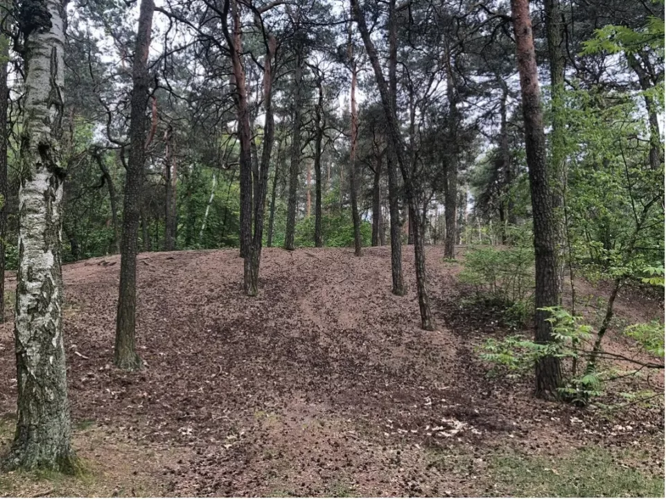 Wydma śródlądowa