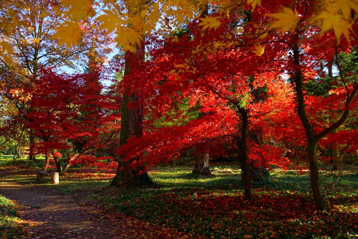 Arboretum SGGW