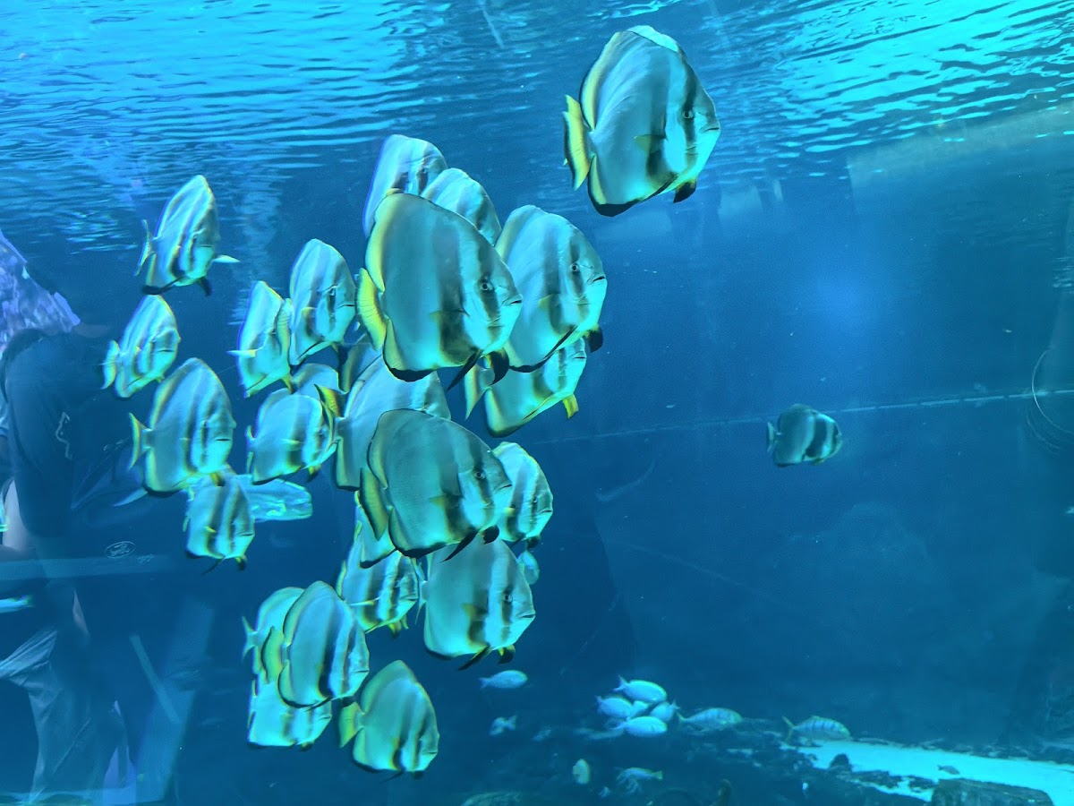 Akwarium – ZOO Orientarium Łódź