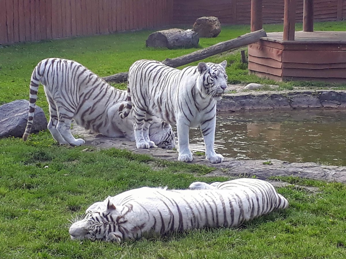 ZOO Safari w Borysewie