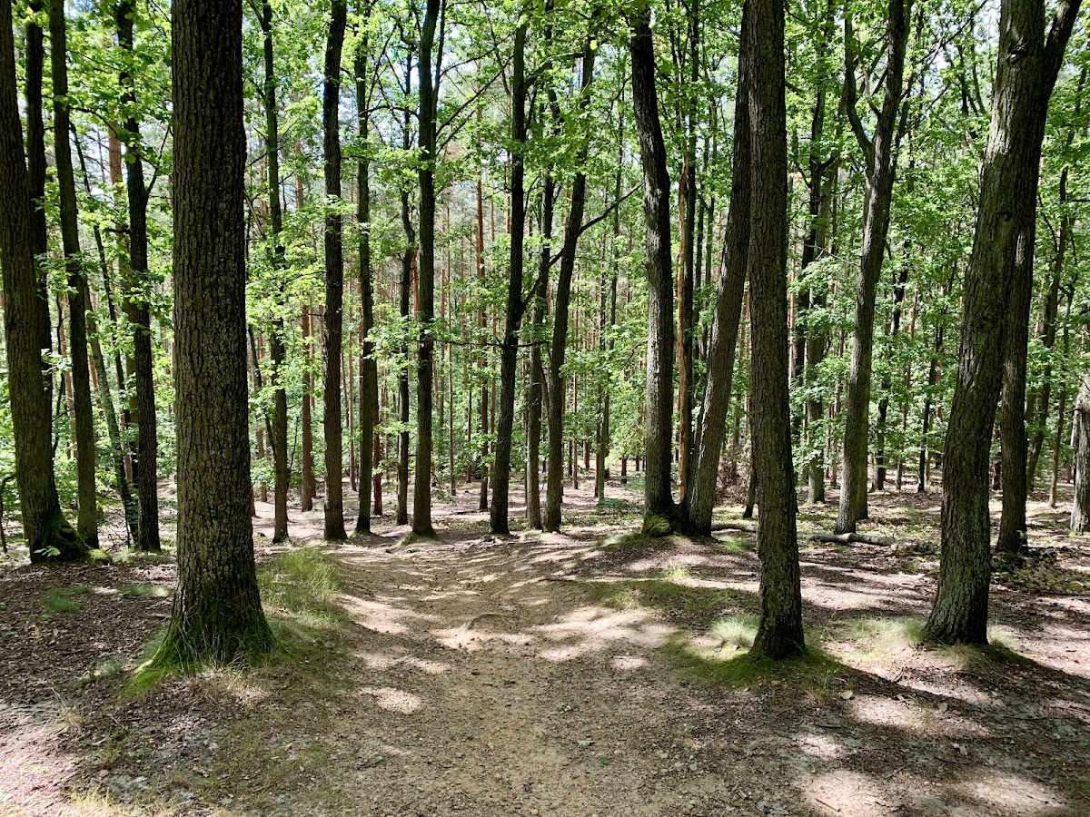 Rezerwat Wiączyń