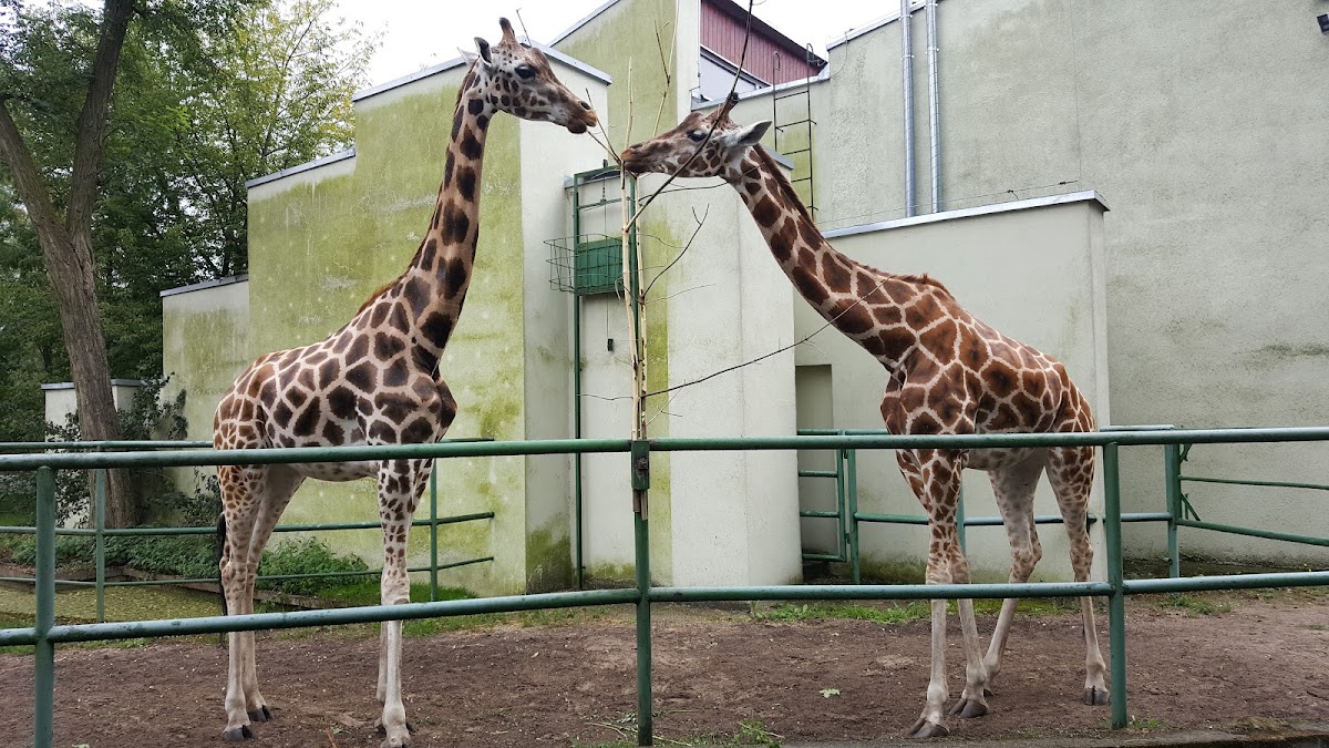 Miejski Ogród Zoologiczny w Łodzi