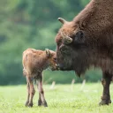 European Bison Breeding Centre