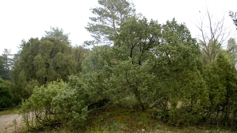Rezerwat przyrody Ciosny
