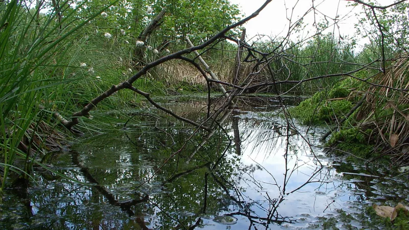 Rezerwat Przyrody Torfowisko Rąbień