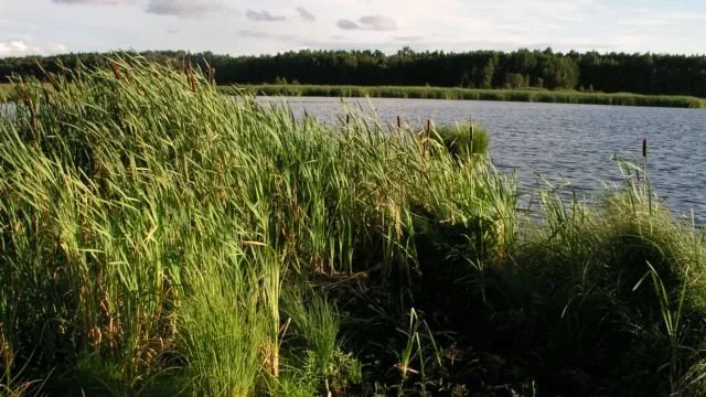 Uroczysko Święte Ługi
