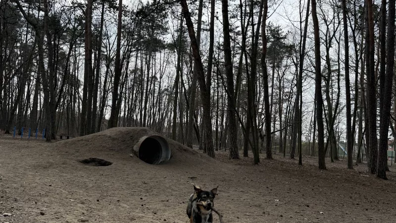 Wybieg dla psów w Parku Wolności