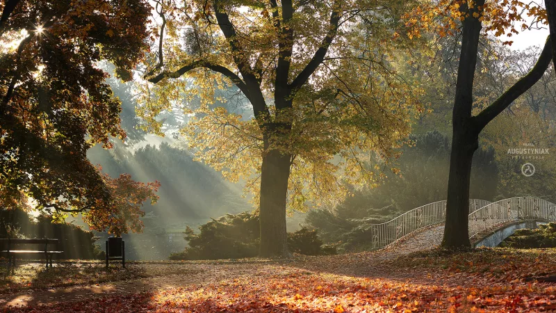 Park im. A. Mickiewicza