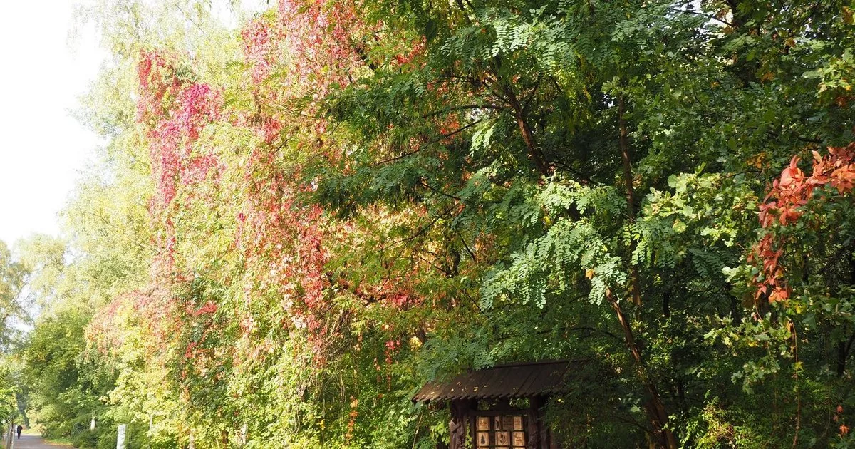 OGRÓD BEZ TAJEMNIC Przyrodnicze spacery po Ogrodzie Botanicznym