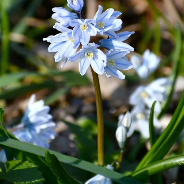 GARDENING WORKSHOPS at the Botanical Garden